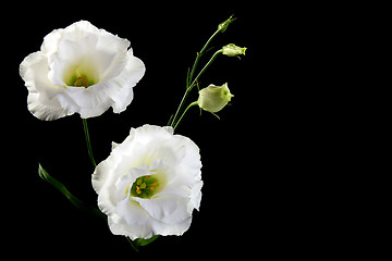 Image showing Two beautiful white flower.