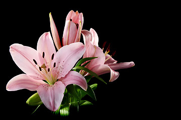 Image showing Beautiful bouquet of pink lilies.