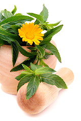 Image showing Medicinal herbs in mortar on a white background.