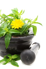 Image showing  Medicinal plants in a stone mortar.