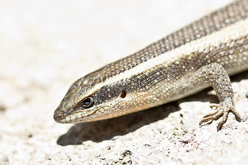 Image showing Closeup shot of a lizard