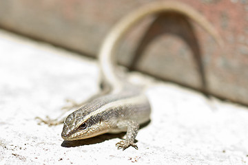 Image showing Closeup shot of a lizard