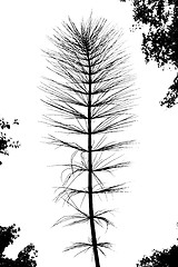 Image showing Silhouette of giant horsetail