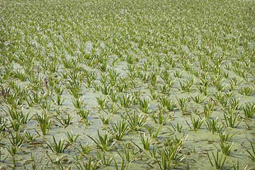 Image showing The surface of the marshy lake