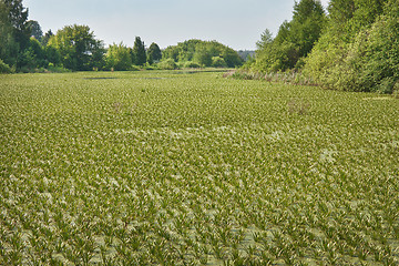 Image showing A small wetland lake