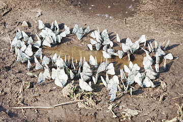 Image showing Butterflies near the water