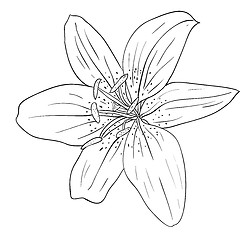 Image showing floral design element and hand-drawn , vector illustration