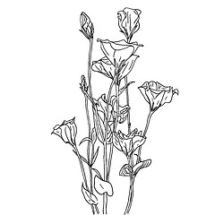 Image showing floral design element and hand-drawn , vector illustration