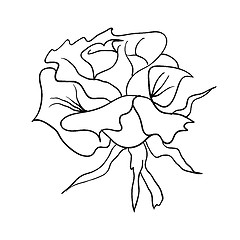 Image showing floral design element and hand-drawn , vector illustration