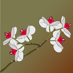 Image showing twig blossoming orchids on a background