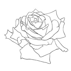 Image showing floral design element and hand-drawn , vector illustration