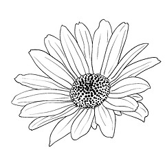 Image showing floral design element and hand-drawn , vector illustration