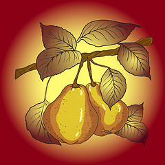 Image showing Two mature yellow pears 