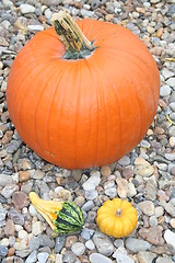 Image showing Pumpkins, big and small