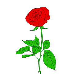 Image showing One red Rose in hand drawn style
