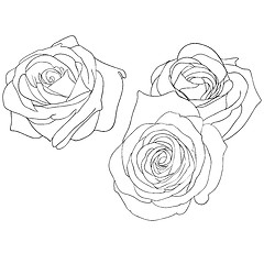 Image showing floral design element and hand-drawn , vector illustration