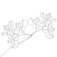 Image showing Vector illustration of orchid flower 