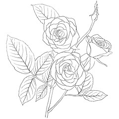 Image showing hand drawing illustration of a  bouquet of roses 