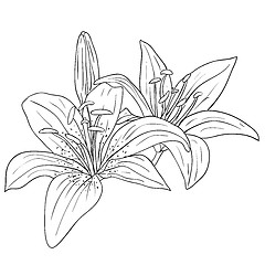 Image showing floral design element and hand-drawn , vector illustration