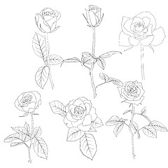 Image showing Set of in hand drawn style roses. 
