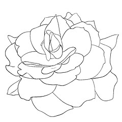 Image showing floral design element and hand-drawn , vector illustration