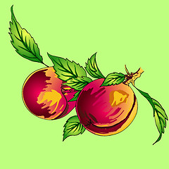 Image showing Two peaches with leaves on a branch on a light background