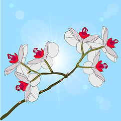 Image showing twig blossoming orchids on a background