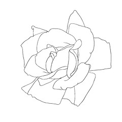 Image showing floral design element and hand-drawn , vector illustration