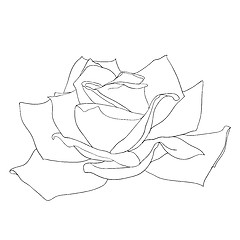 Image showing floral design element and hand-drawn , vector illustration