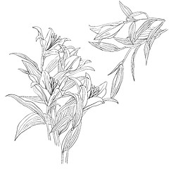 Image showing floral design element and hand-drawn , vector illustration