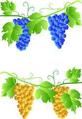 Image showing EPS 10 Three cluster of grapes