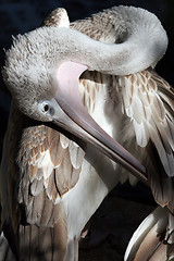 Image showing Pelican