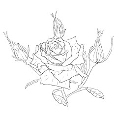 Image showing floral design element and hand-drawn , vector illustration