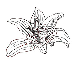 Image showing floral design element and hand-drawn , vector illustration