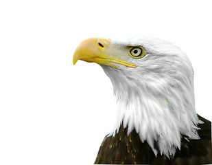 Image showing An American Bald Eagle isolated on a white background.