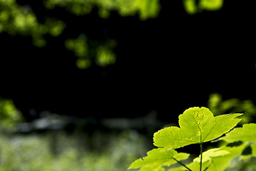Image showing leaves in foreground with blurry background