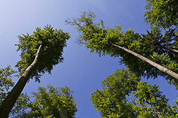 Image showing looking up to the trees