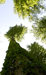 Image showing looking up to the trees