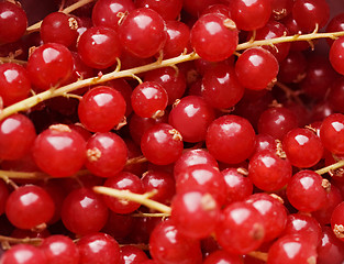 Image showing background of red berries in closeup