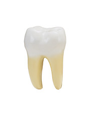 Image showing a tooth isolated on a white background