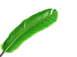 Image showing green feather in soft-focus view. Close-Up. With