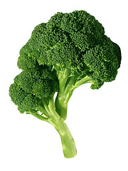 Image showing Fresh broccoli, isolated on white