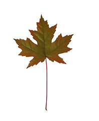 Image showing Close-up of maple autumn leaf on white