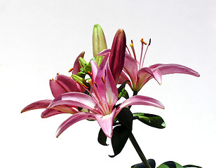 Image showing Star Burst Lily