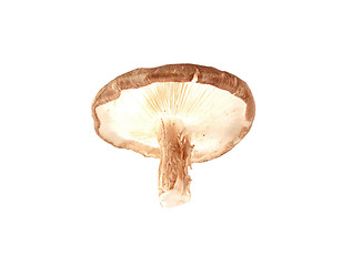 Image showing Fresh button mushrooms, champignons, on white background