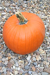 Image showing Pumpkin on pebbles