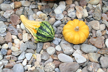 Image showing Small pumpkins