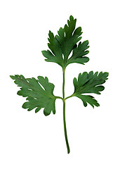 Image showing Fresh parsley on a white background
