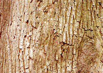 Image showing Texture Of Wood