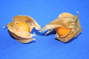 Image showing Physalis